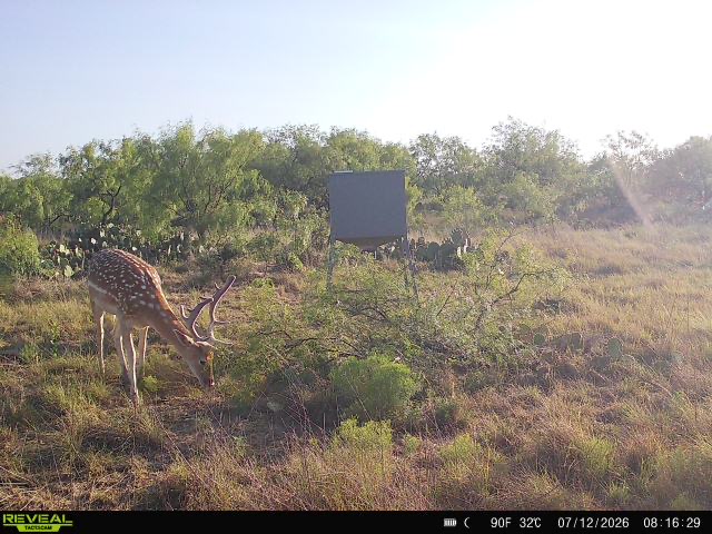 Axis deer captured near a feeder at sunrise