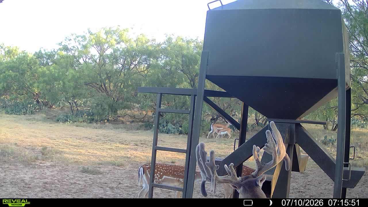 Axis deer gathered near a ranch feeder