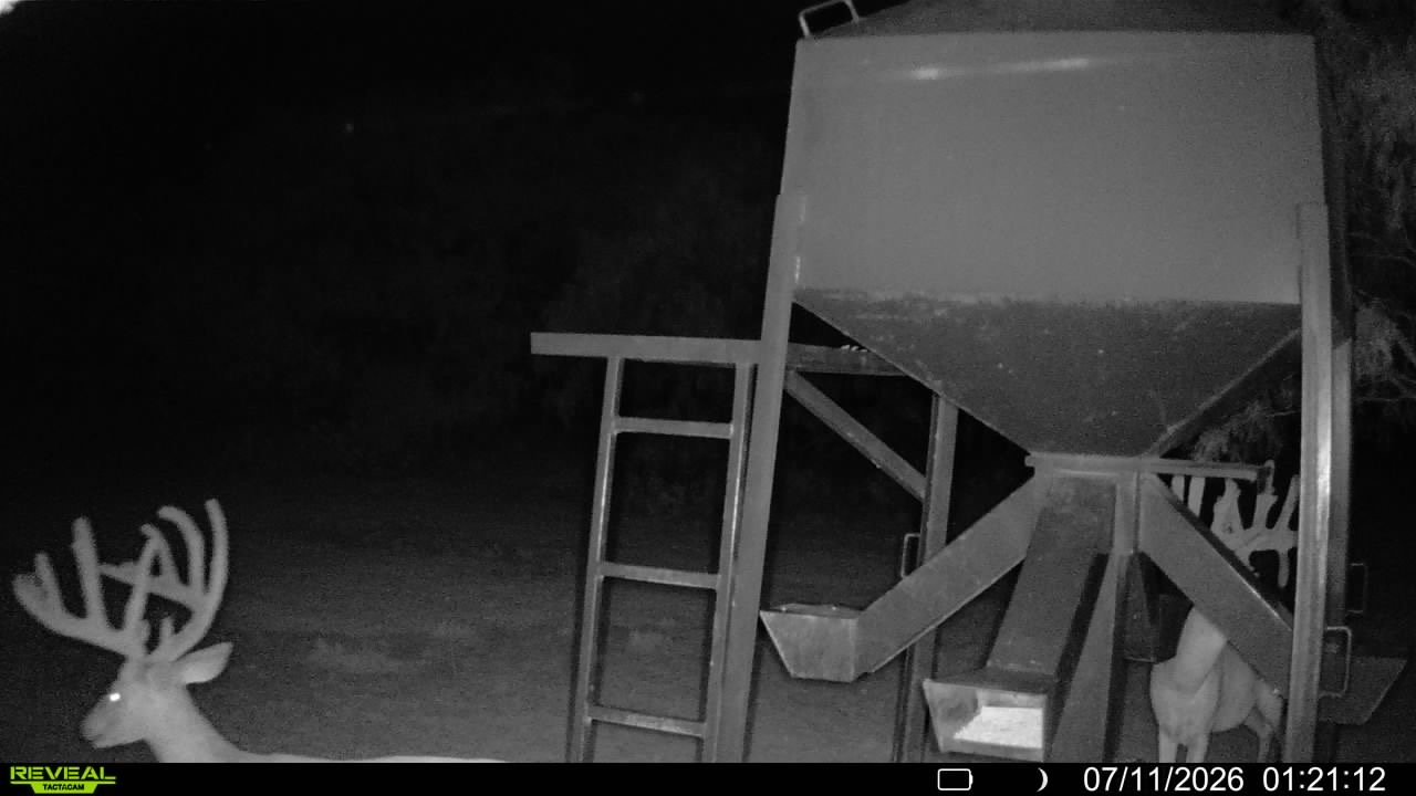 Whitetail buck captured on a trail camera at night