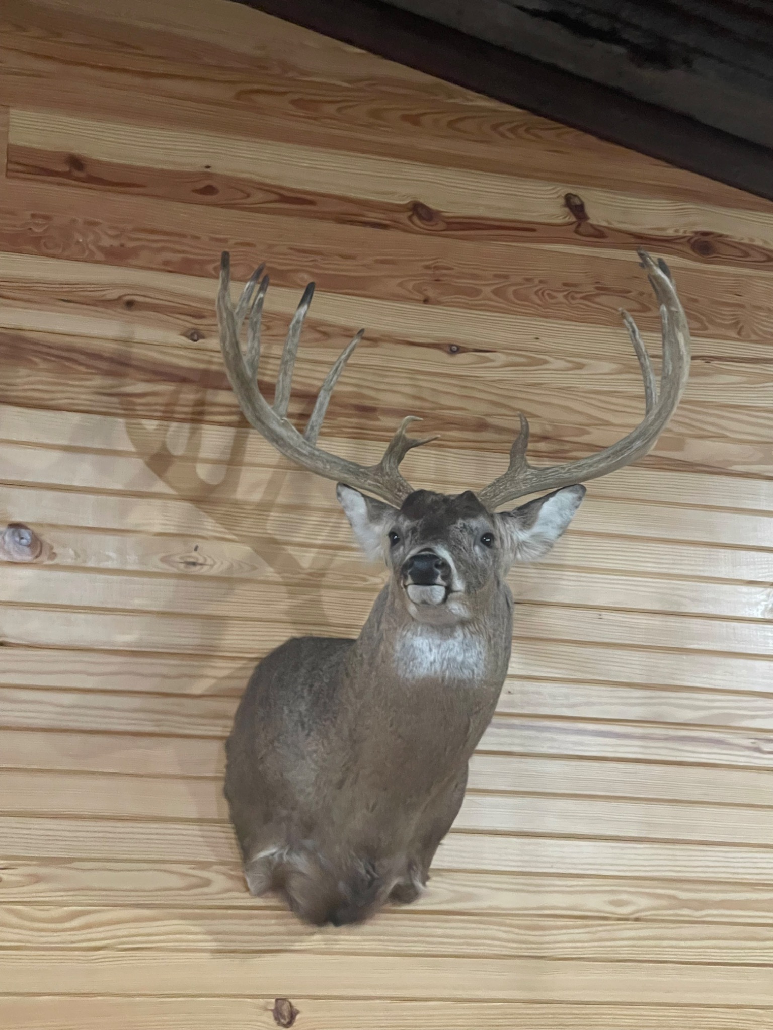 Trophy whitetail mount inside the ranch lodge