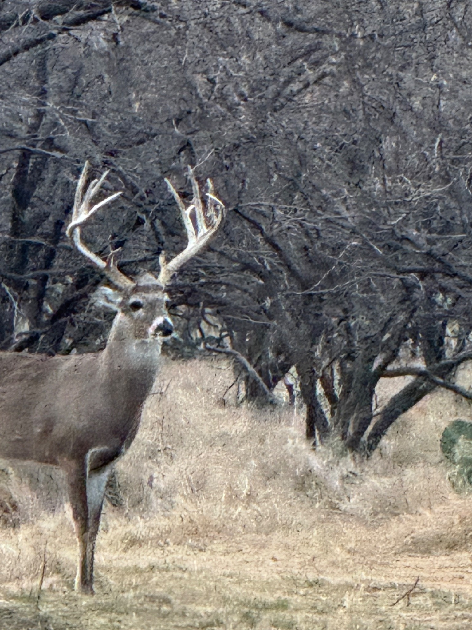 Mature whitetail buck in the native Texas landscape at WOW Ranch